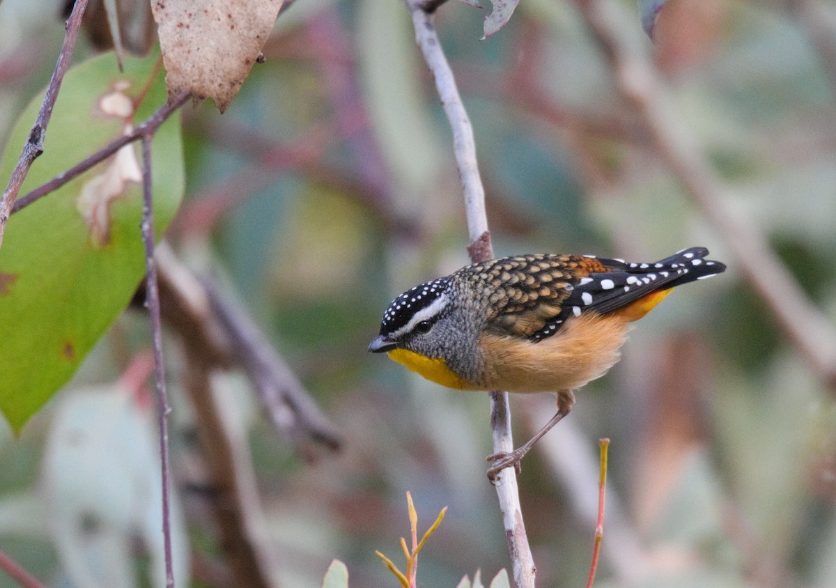Spotted Pardalote - ML638576422