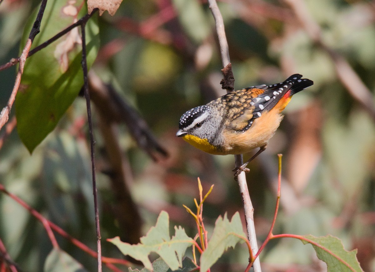 Spotted Pardalote - ML638576423