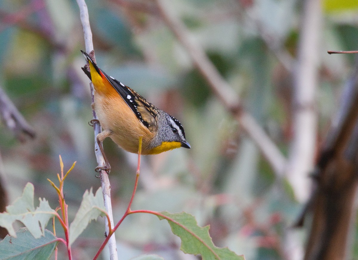 Spotted Pardalote - ML638576424