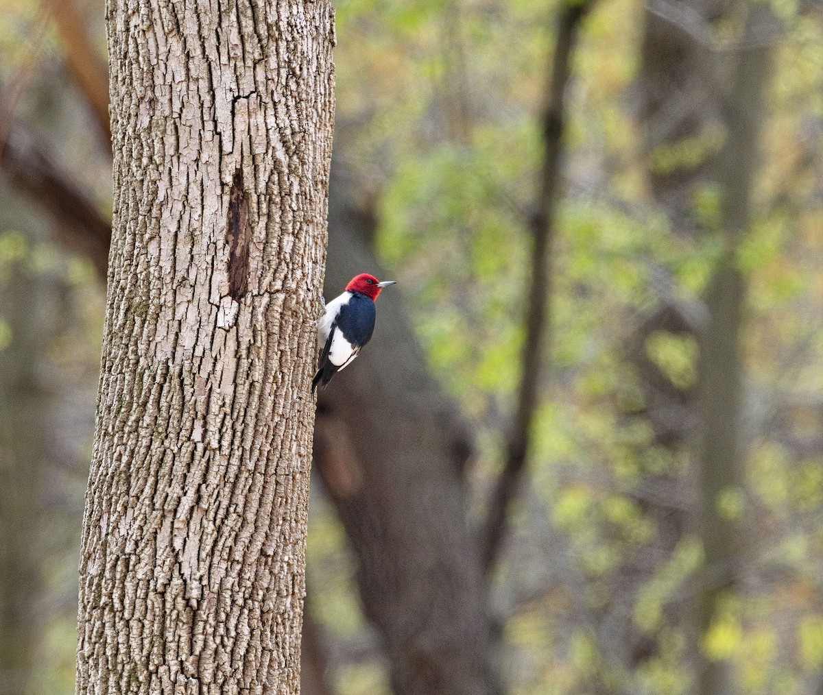 Red-headed Woodpecker - ML638576430