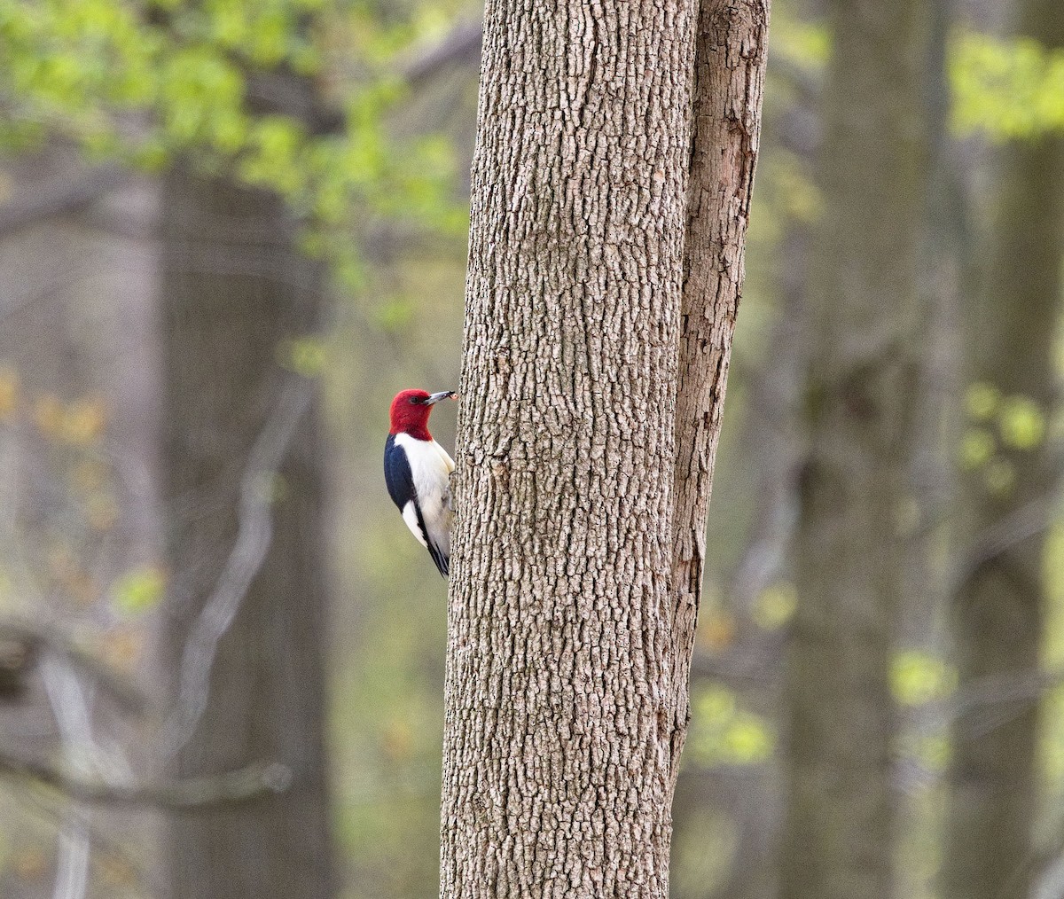 Red-headed Woodpecker - ML638576433