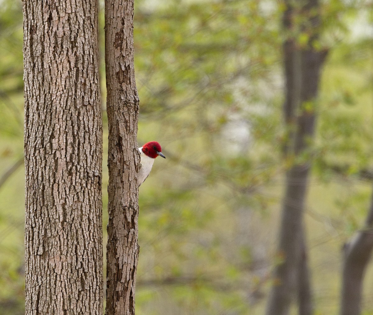 Red-headed Woodpecker - ML638576434