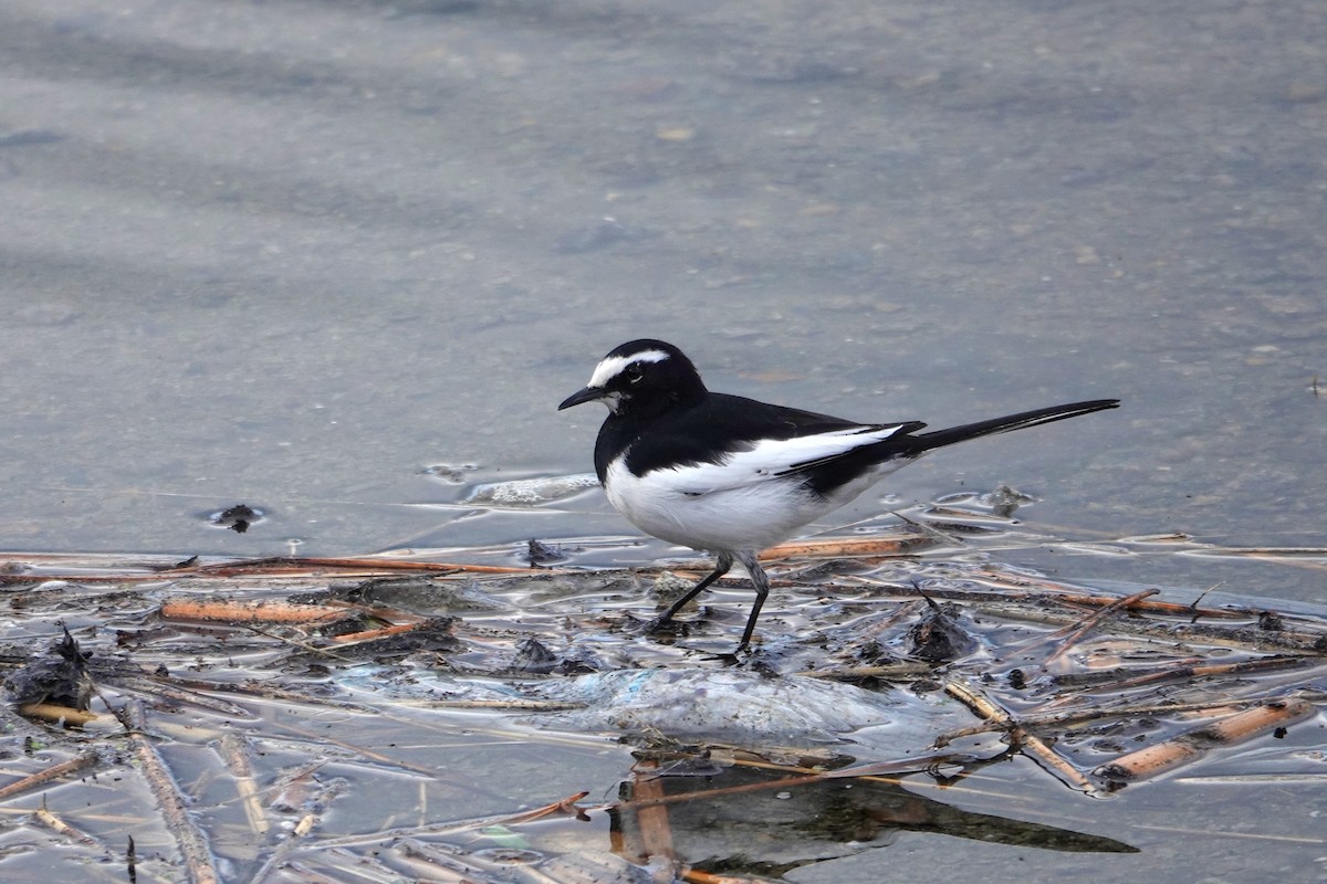 Japanese Wagtail - ML638576436