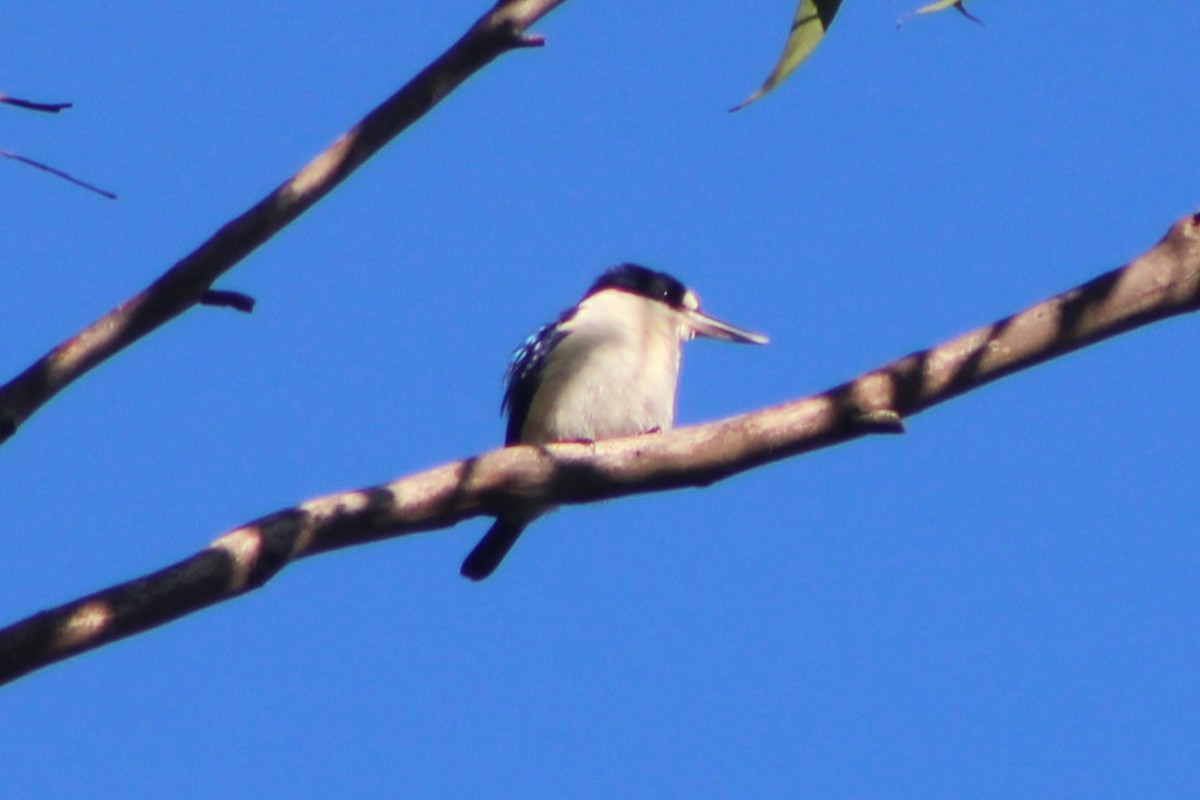 Forest Kingfisher - ML638576443