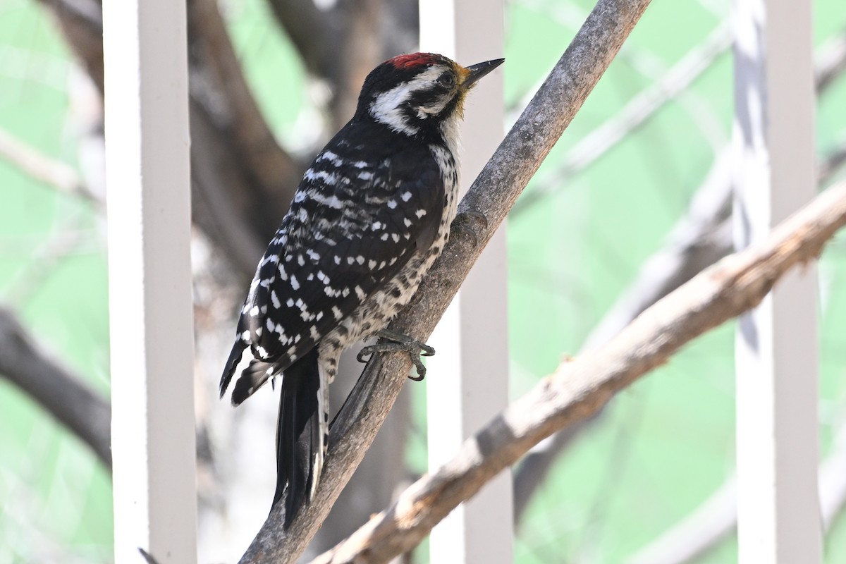 Nuttall's Woodpecker - ML638576450