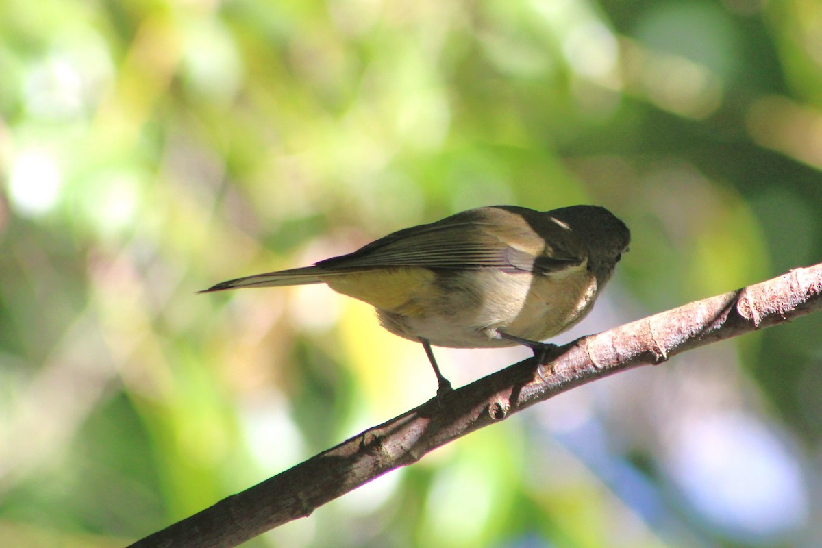 Golden Whistler - ML638576454