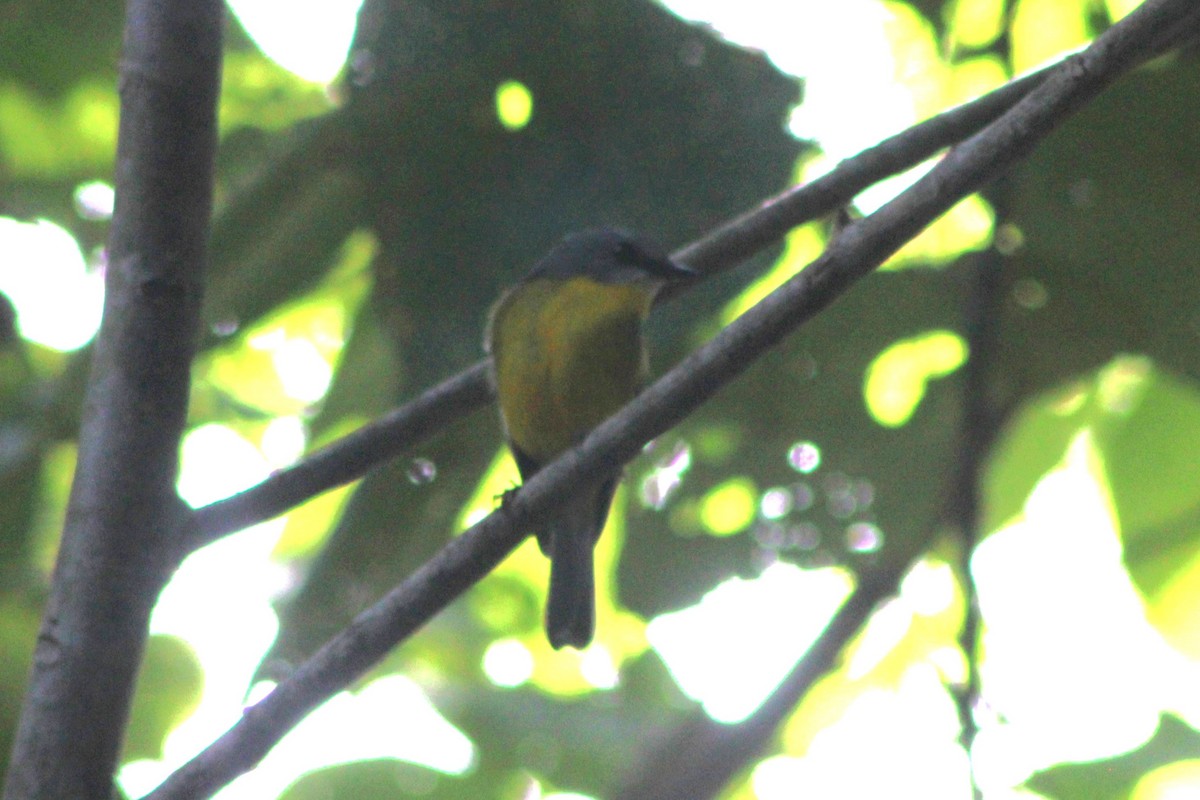 Eastern Yellow Robin - ML638576457