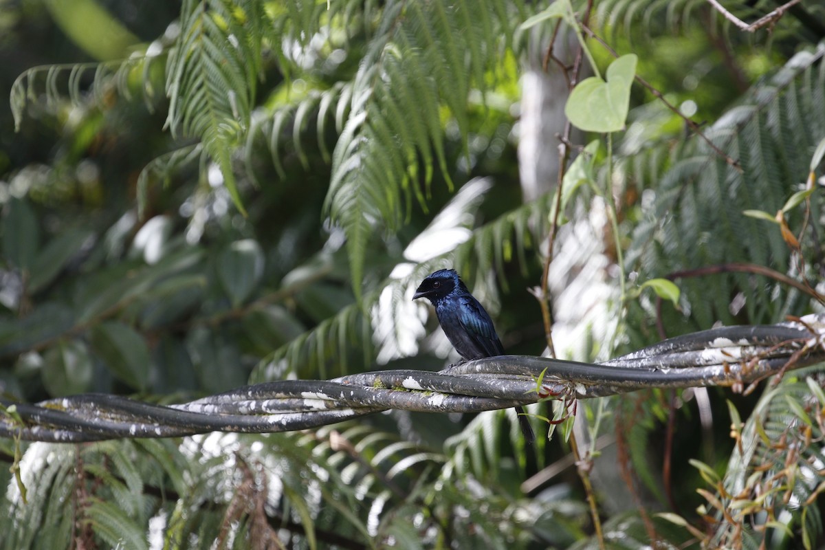Küçük Raket Kuyruklu Drongo - ML638576487