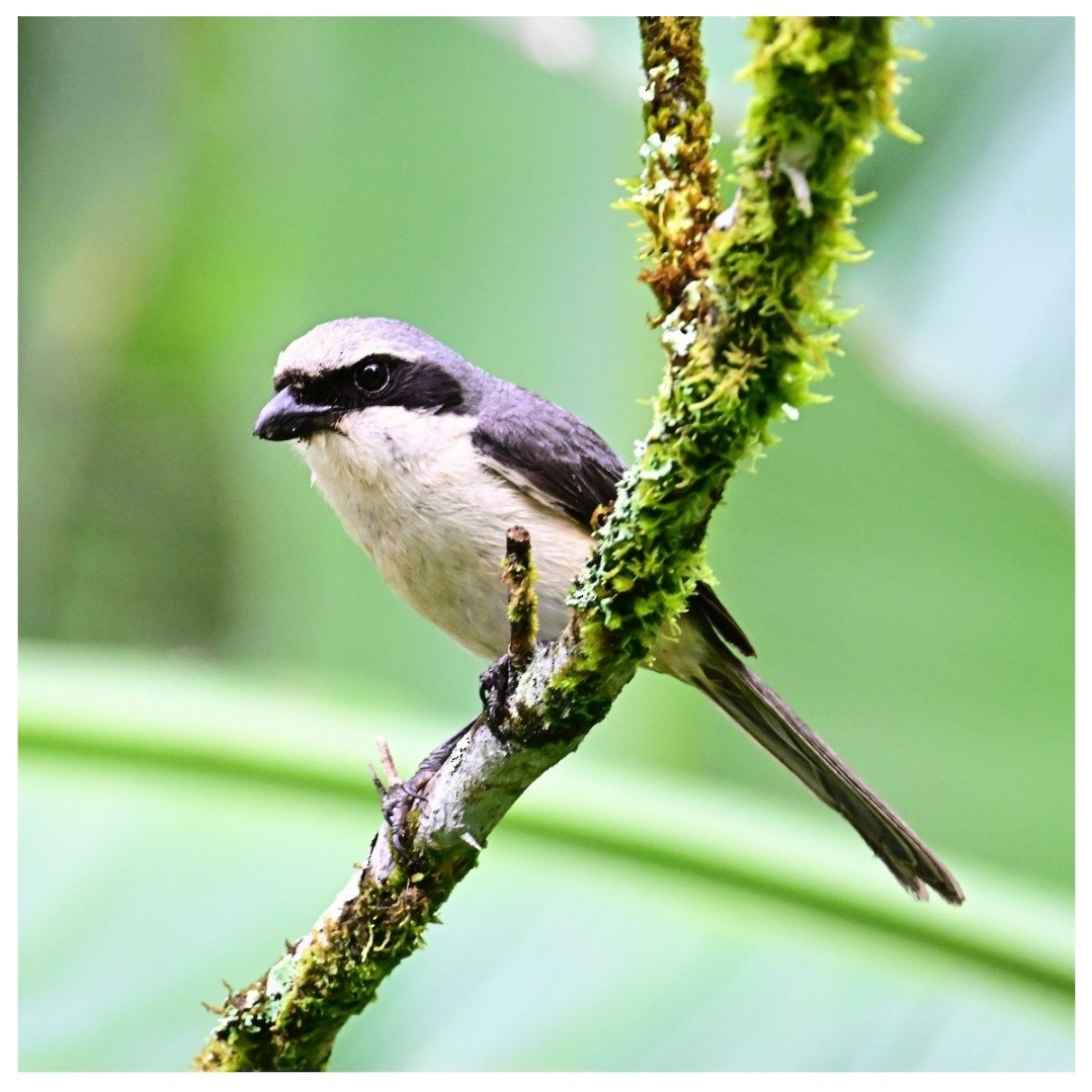 Mountain Shrike - ML638576519