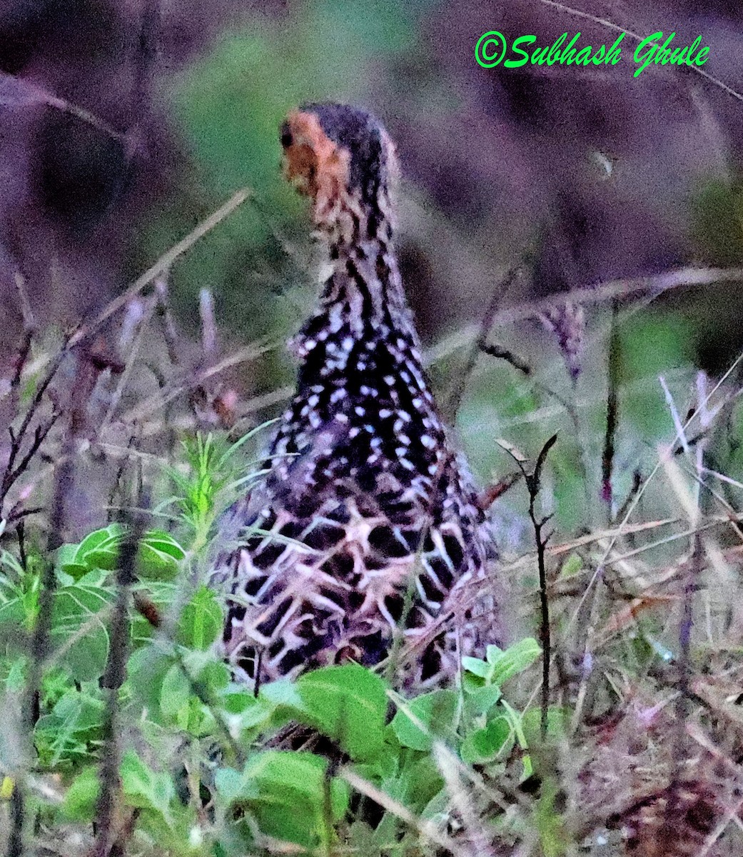 Francolin peint - ML638576563