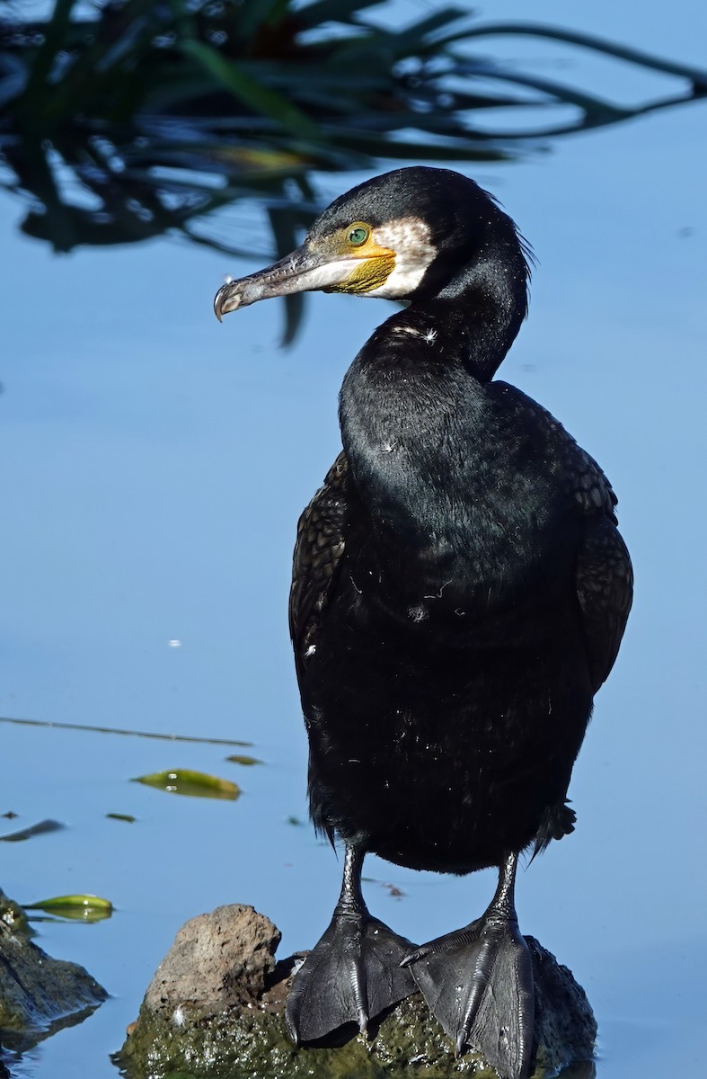 Grand Cormoran - ML638576570