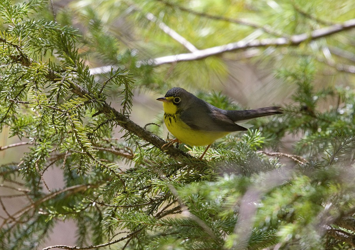 Paruline du Canada - ML638576592