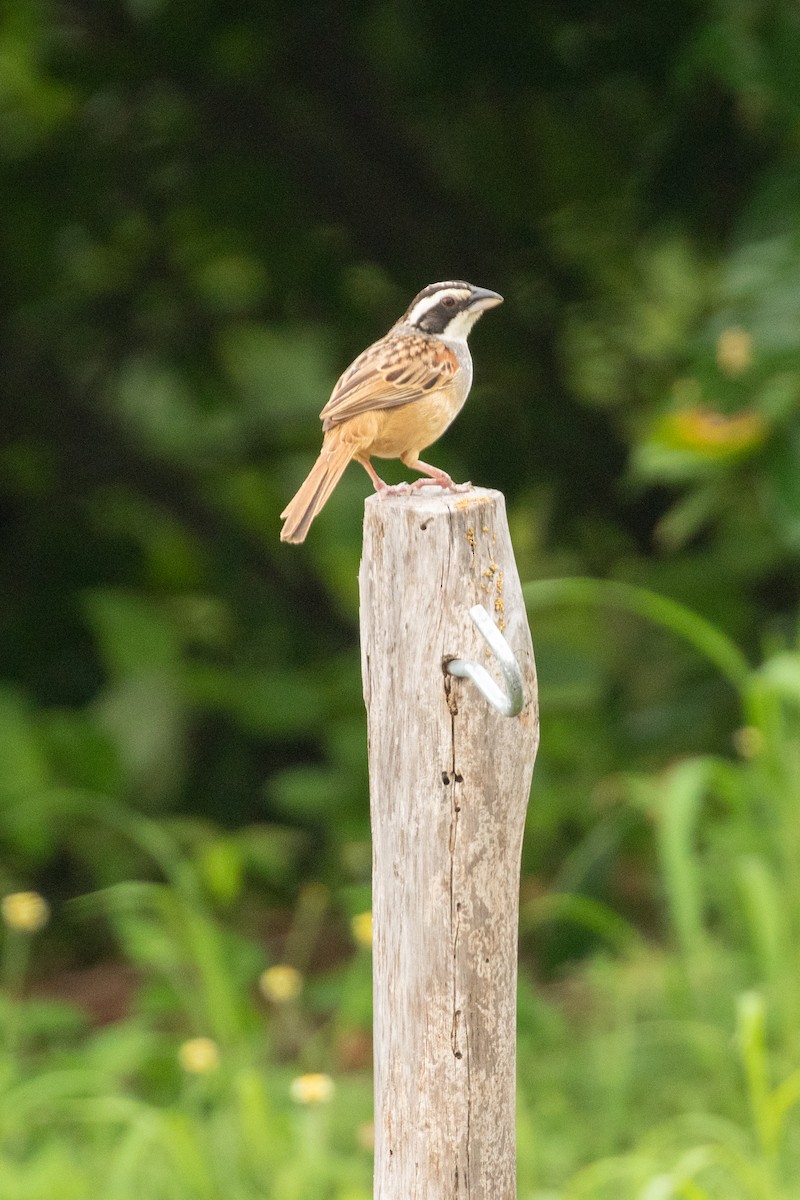 Stripe-headed Sparrow - ML638576617