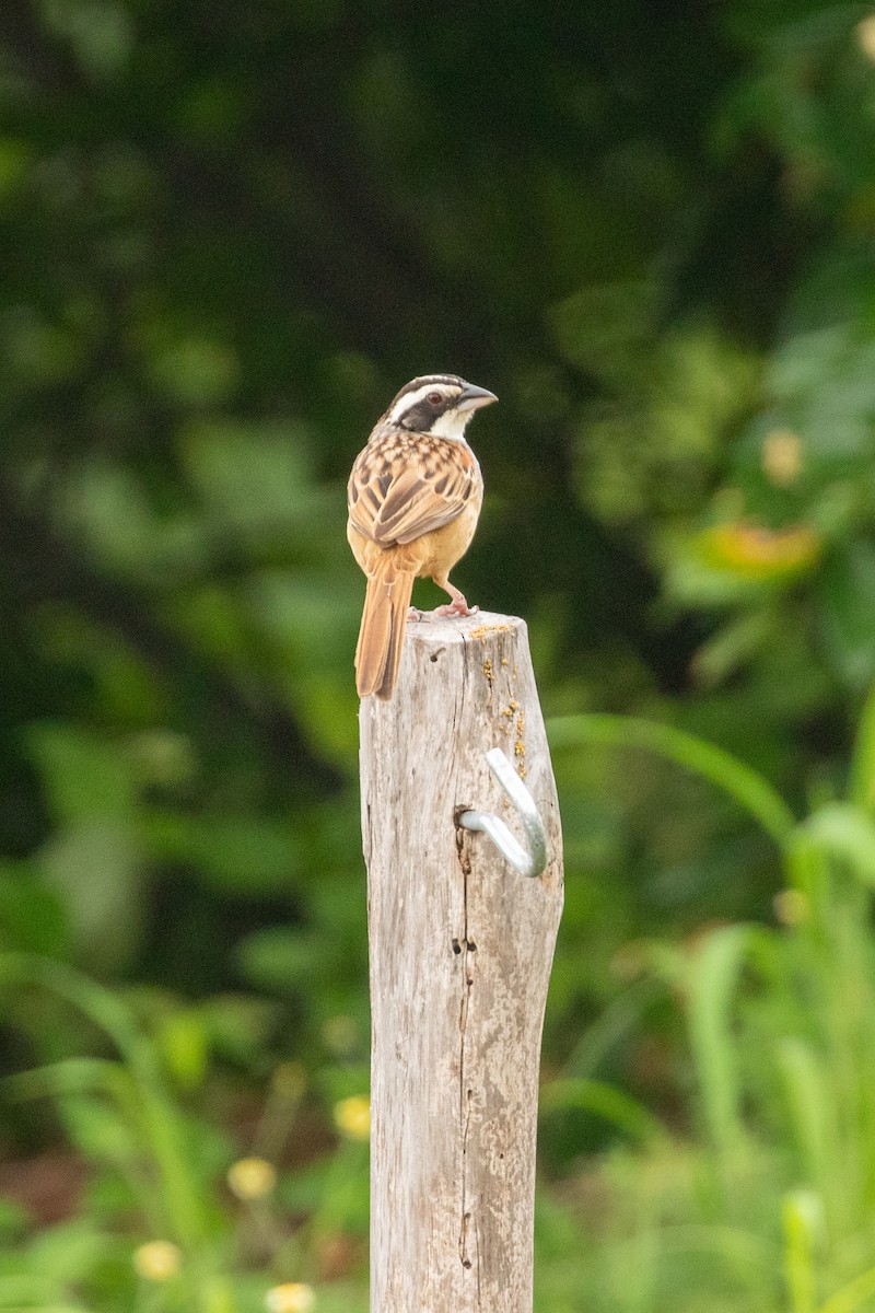 Stripe-headed Sparrow - ML638576618