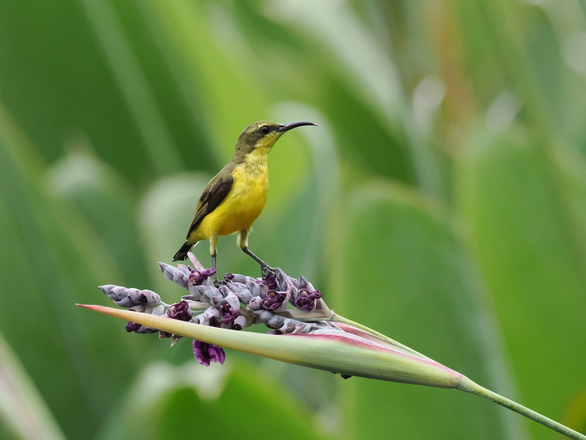 Sahul Sunbird - ML638576651