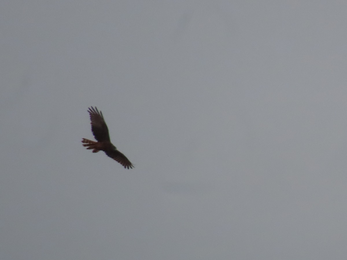 Aguilucho Lagunero del Pacífico - ML638576703