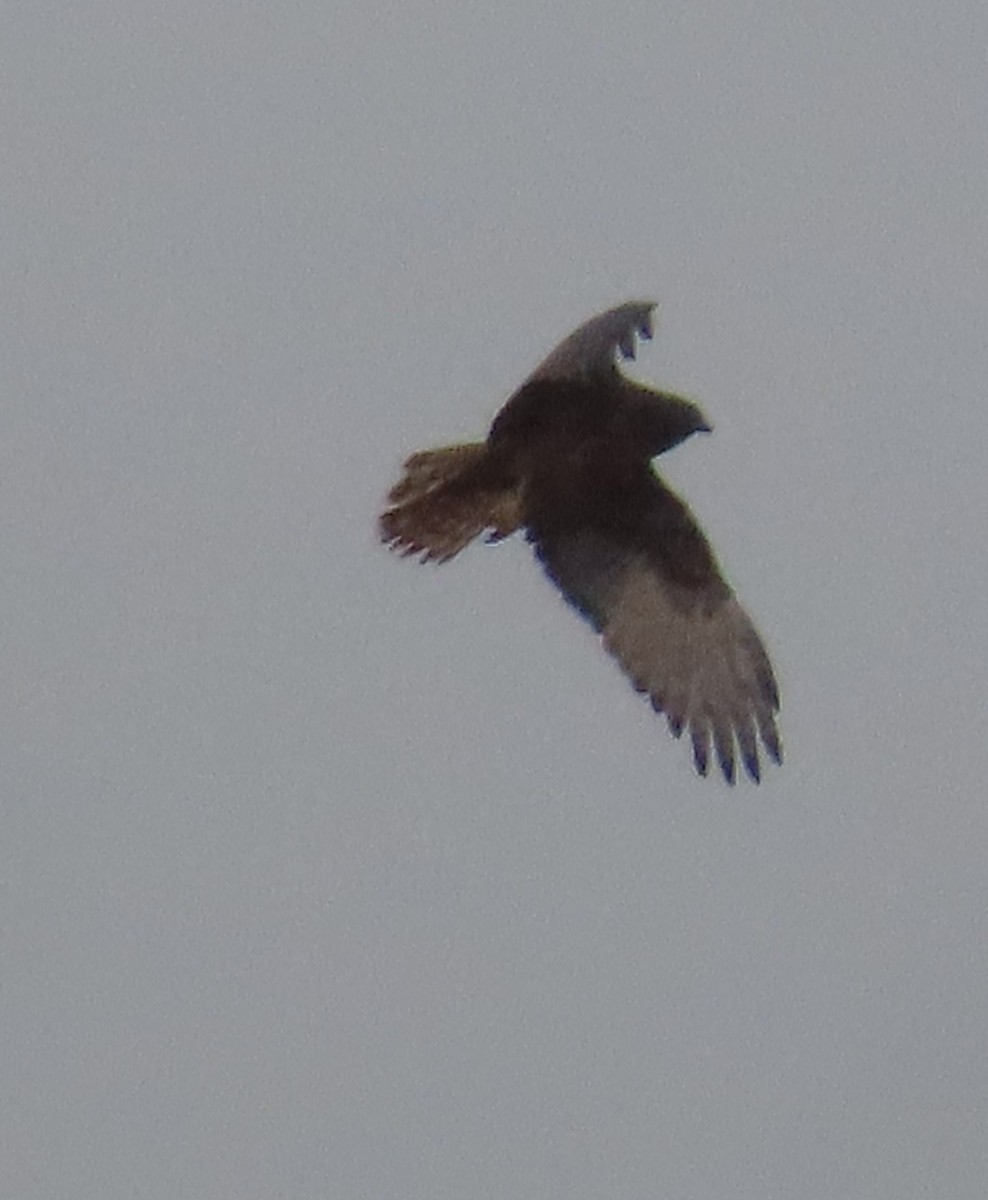 Aguilucho Lagunero del Pacífico - ML638576712