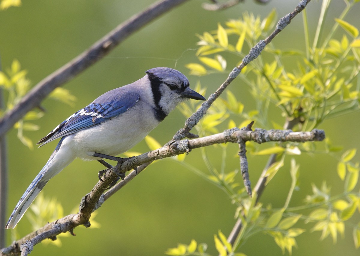 Blue Jay - ML638576735