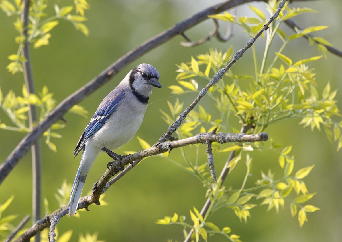 Blue Jay - ML638576737