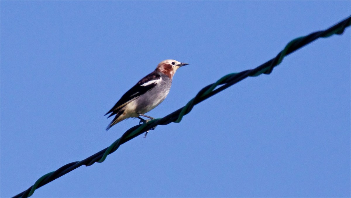 Chestnut-cheeked Starling - ML638576806