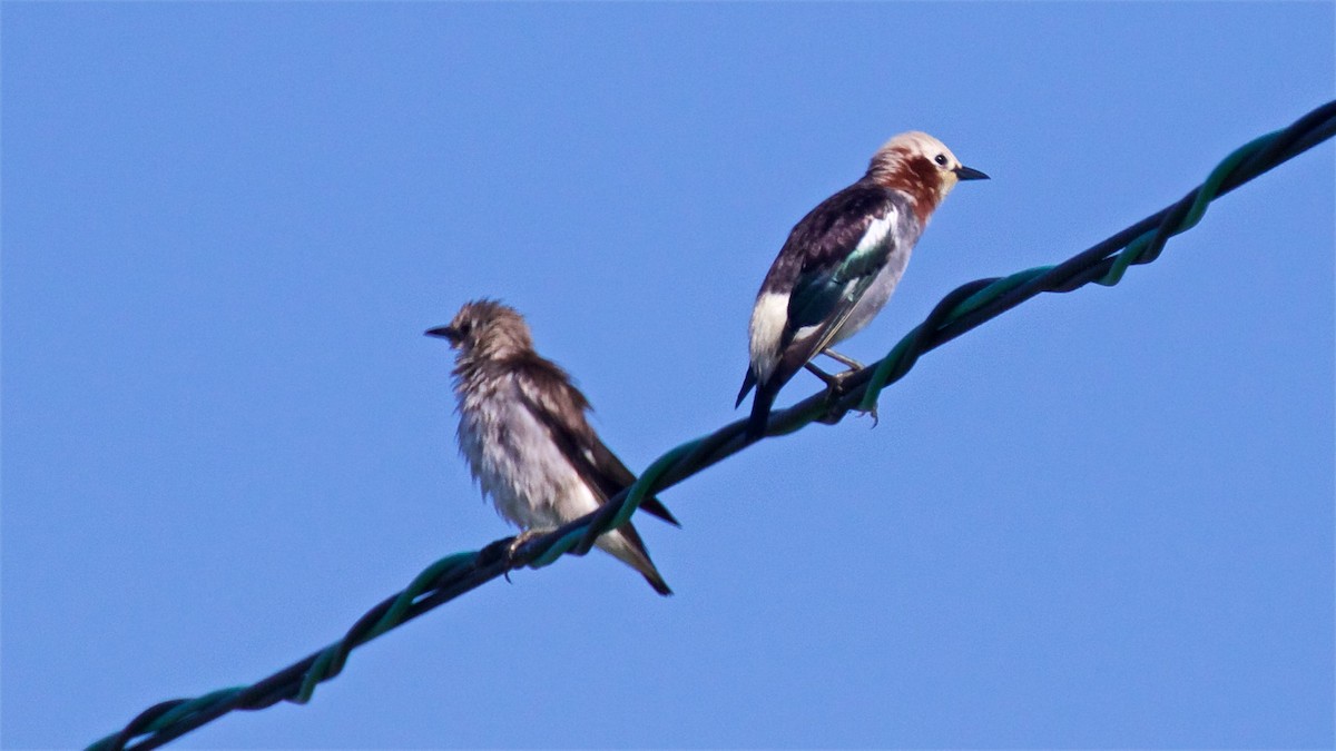 Chestnut-cheeked Starling - ML638576807