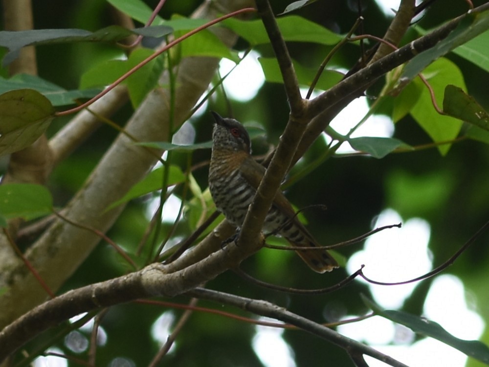 Little Bronze-Cuckoo - ML638576818