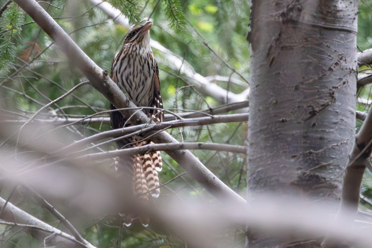Long-tailed Koel - ML638576829