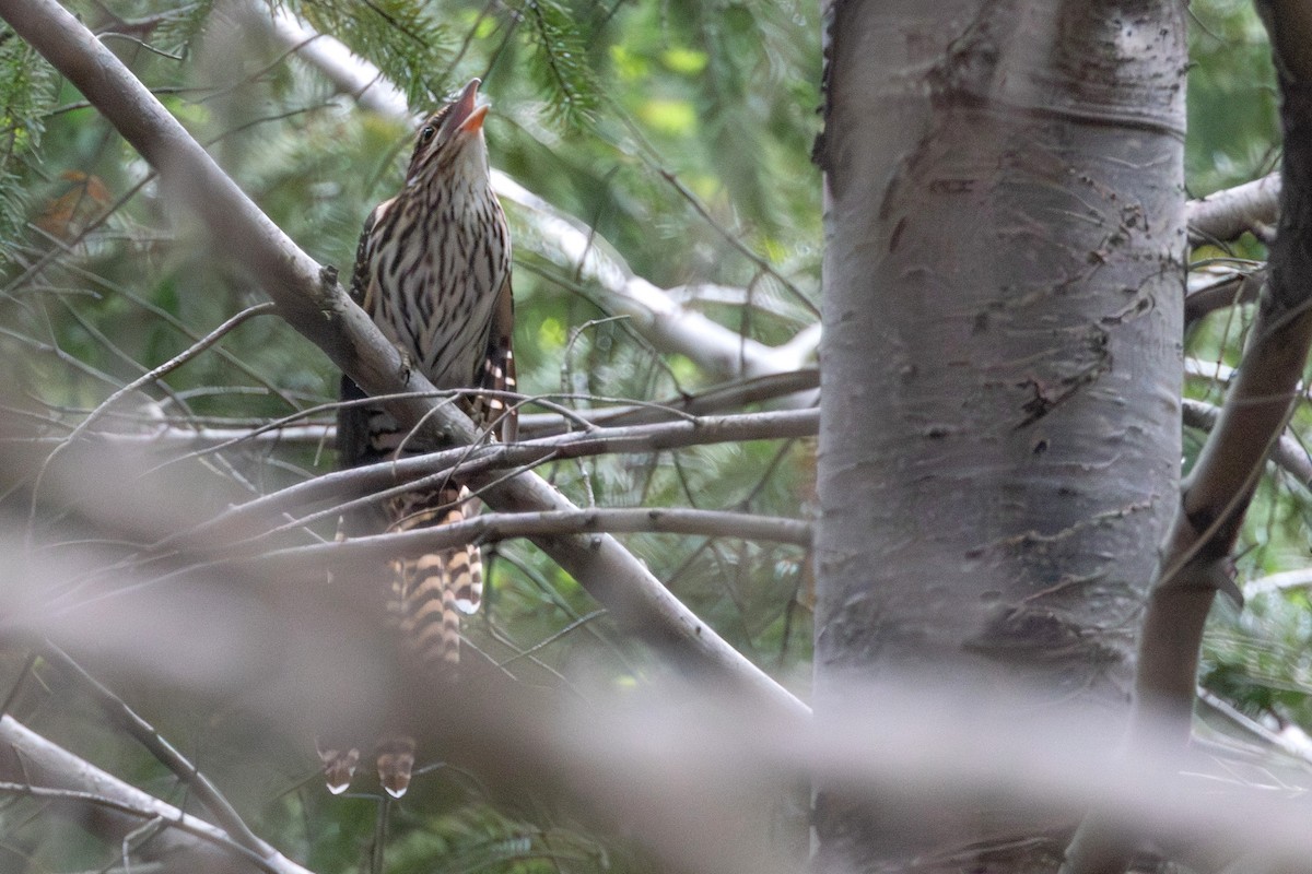 Long-tailed Koel - ML638576830