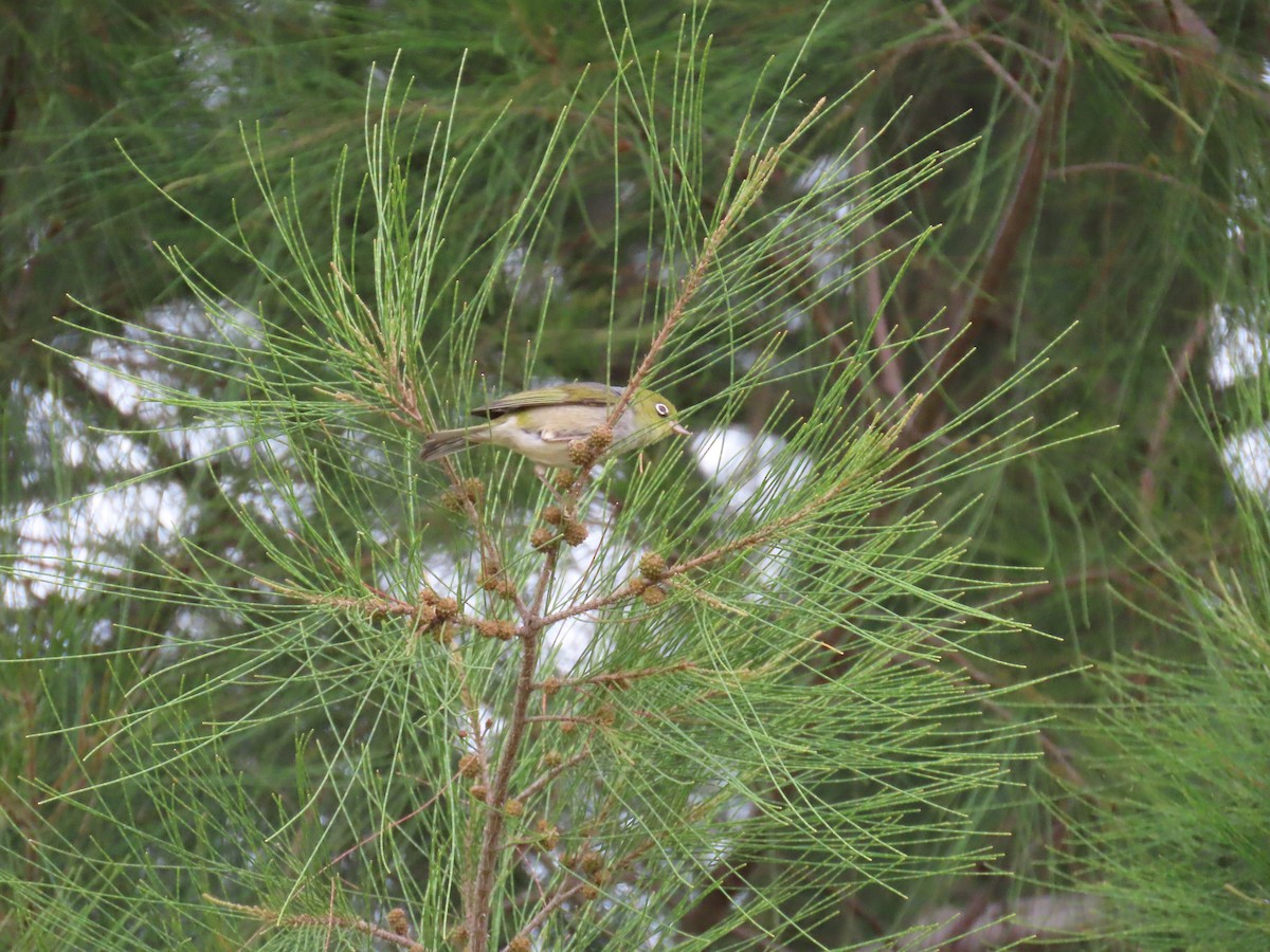 Silvereye - ML638576837