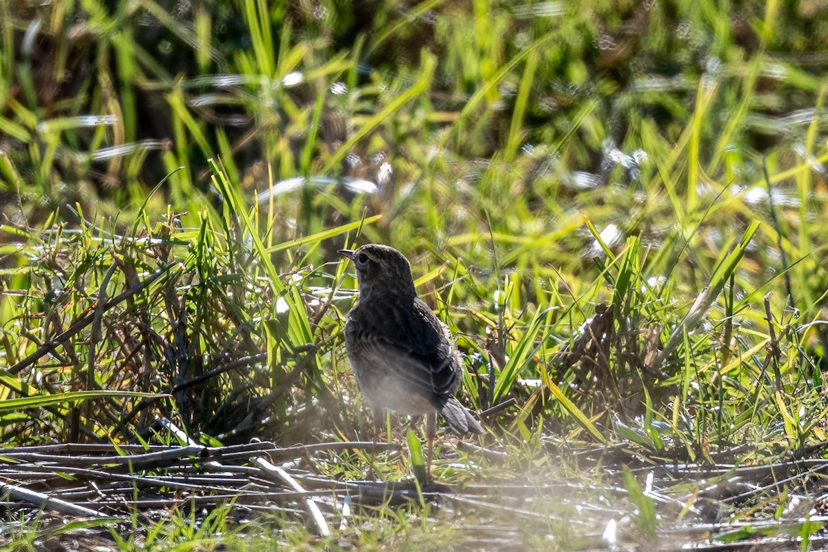 Australian Pipit - ML638576848