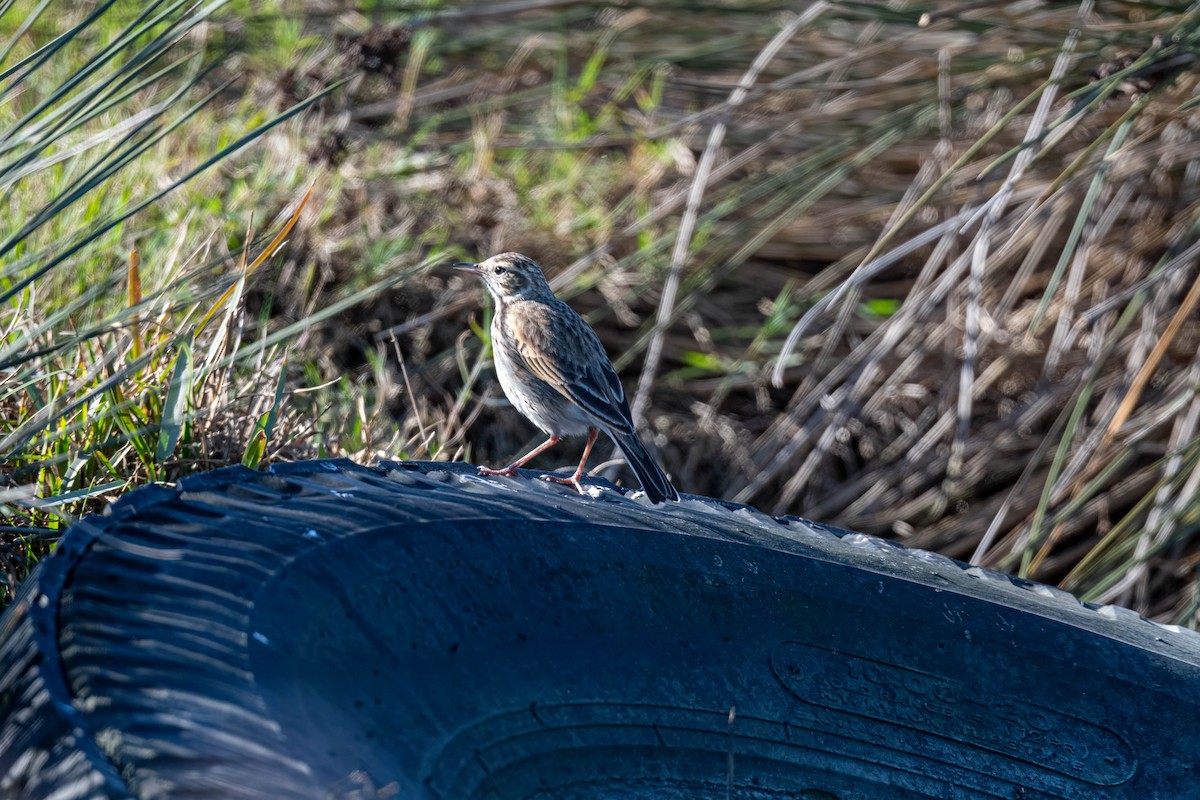 Australian Pipit - ML638576849