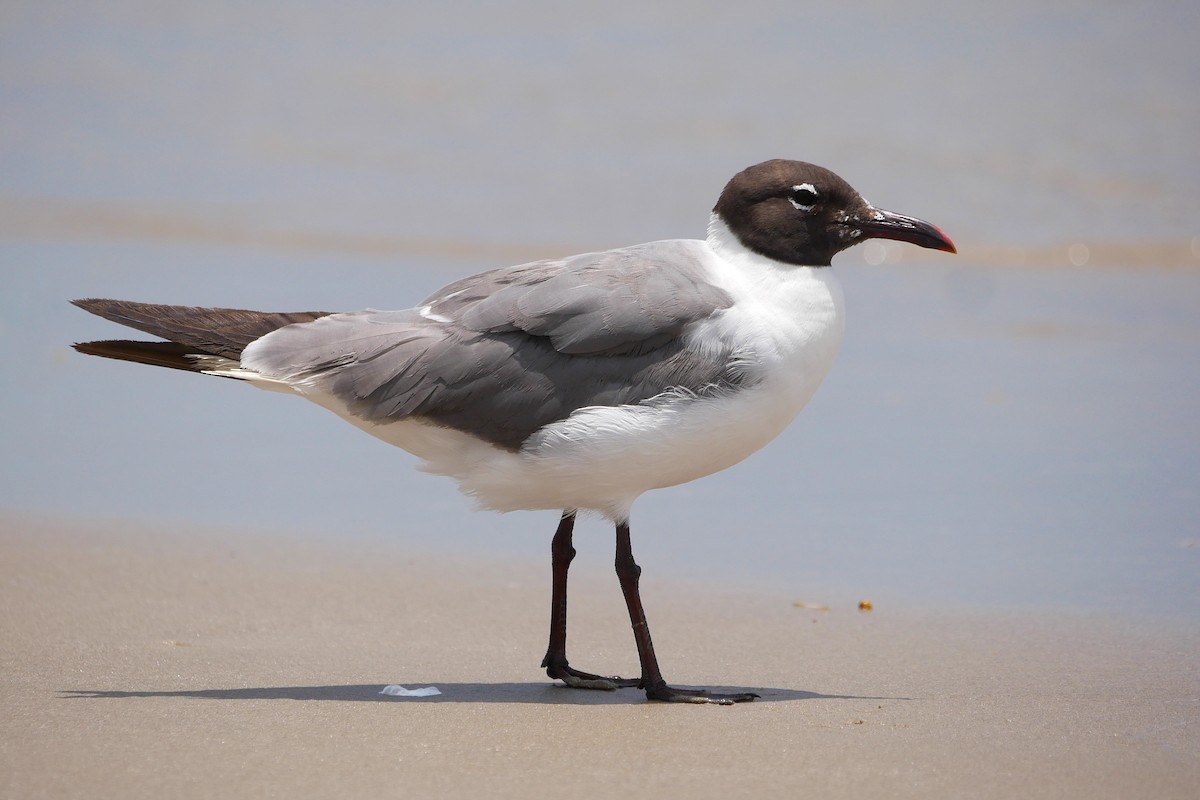 Laughing Gull - ML638576860