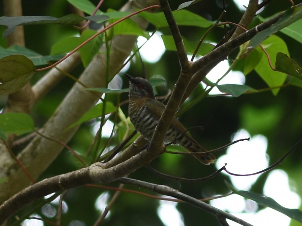 Little Bronze-Cuckoo - ML638576887