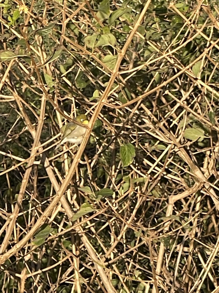 Silvereye - ML638576906