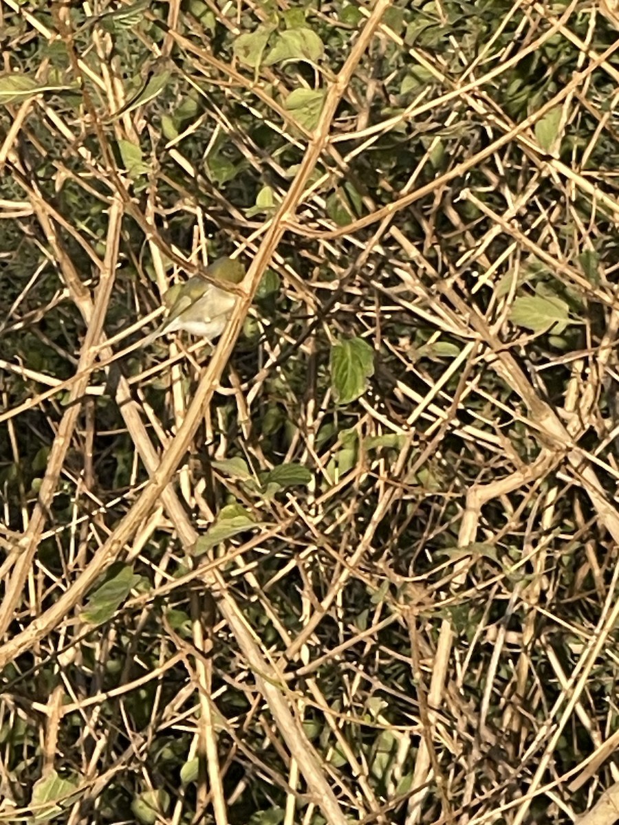 Silvereye - ML638576907