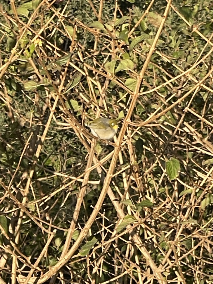 Silvereye - ML638576908