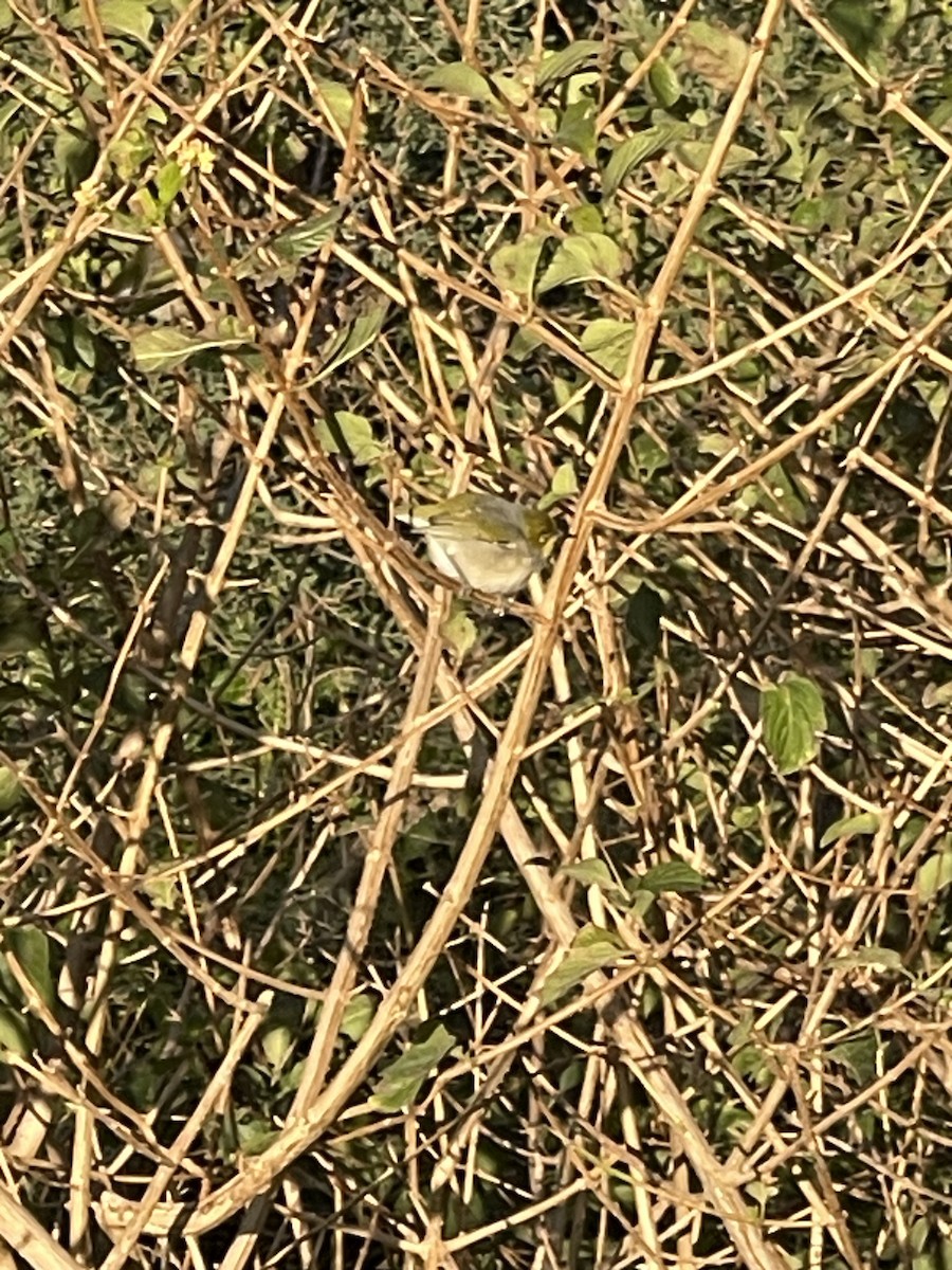 Silvereye - ML638576909