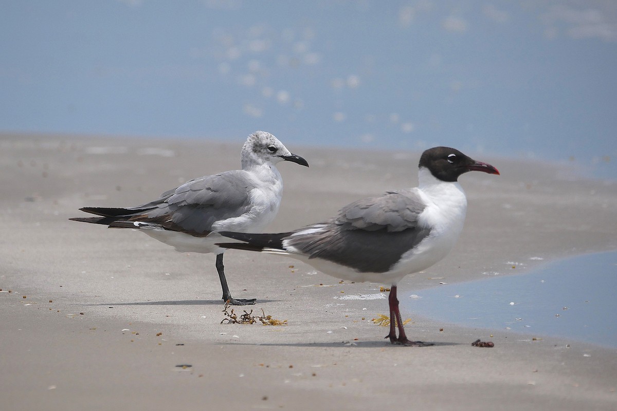Laughing Gull - ML638576924