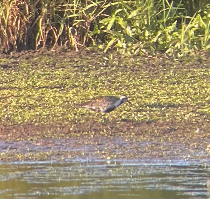 Pacific Golden-Plover - ML638576936