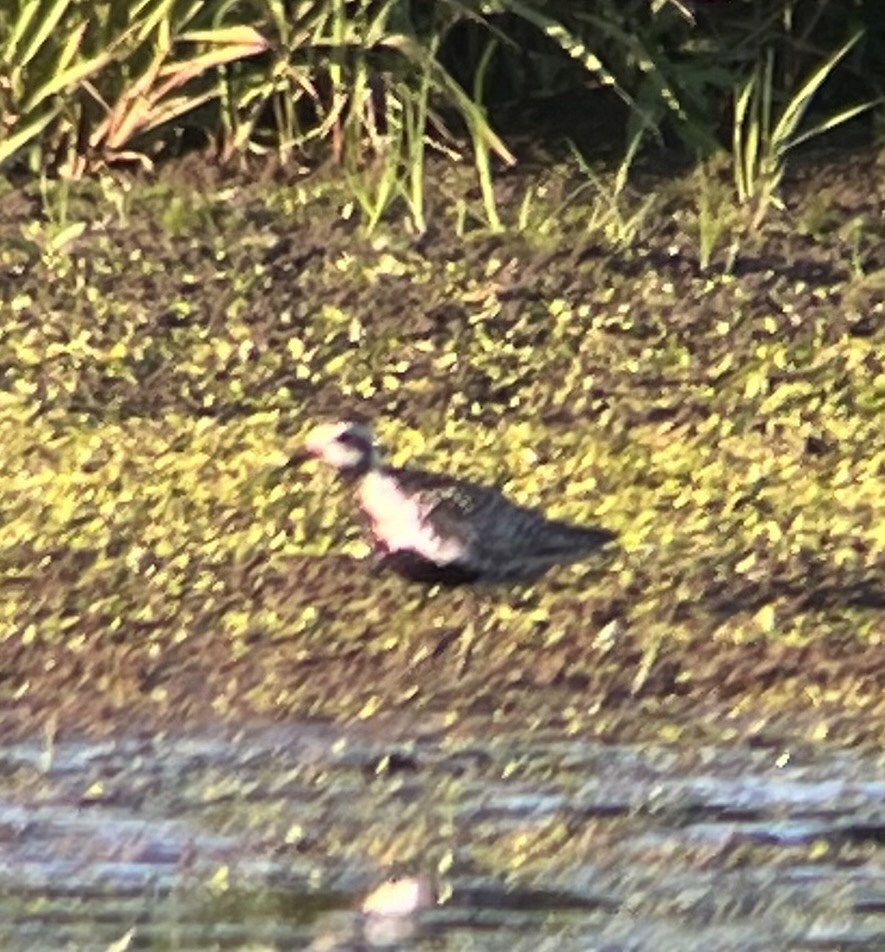 Pacific Golden-Plover - ML638576938