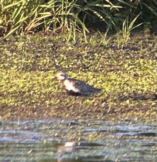 Pacific Golden-Plover - ML638576939