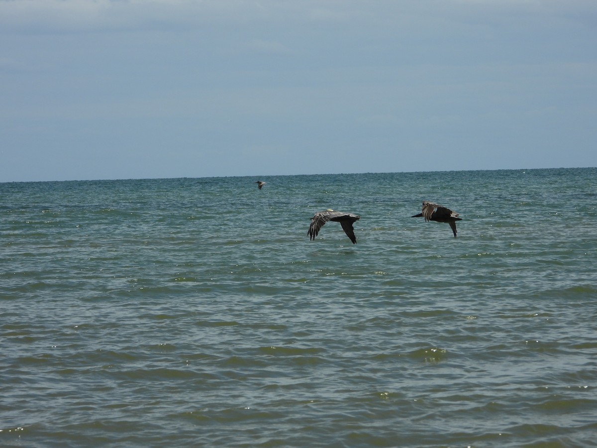 Brown Pelican - ML638576941
