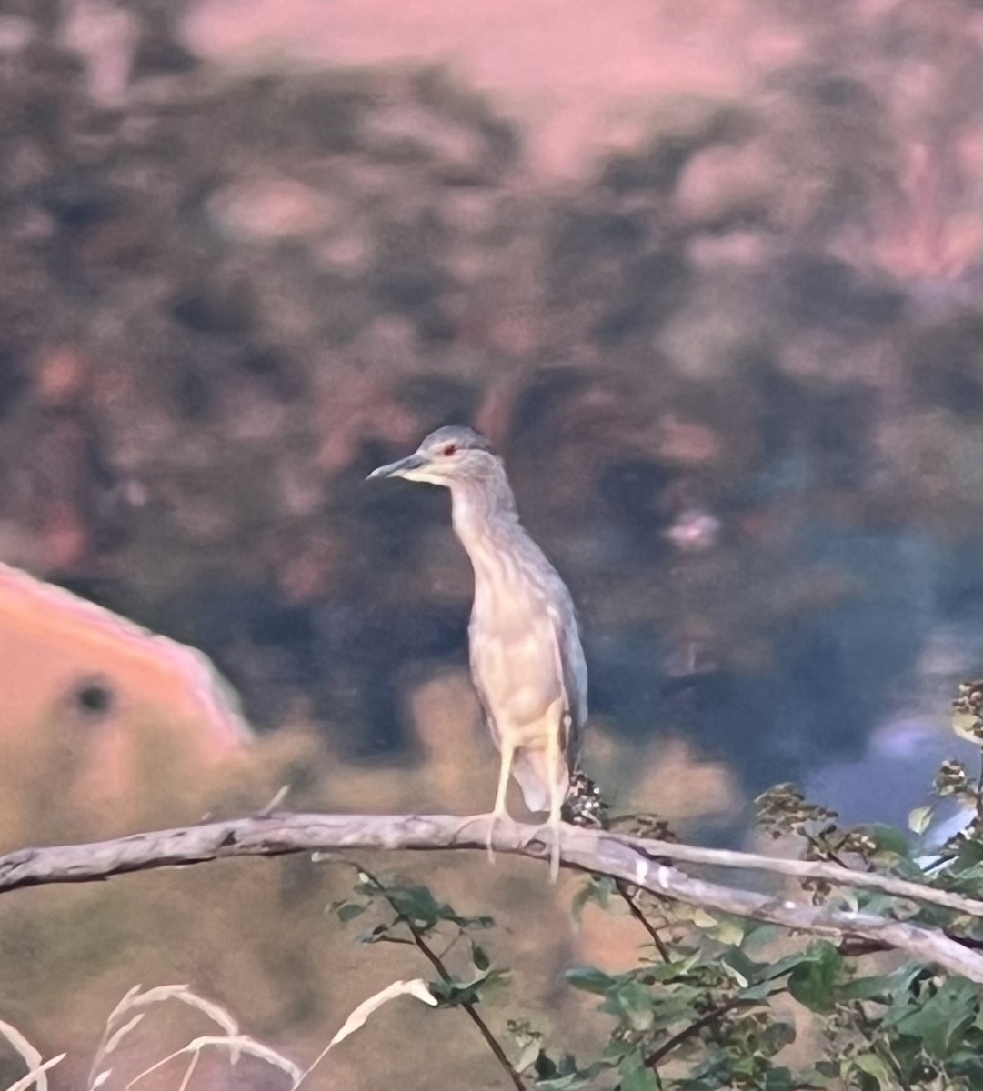 Black-crowned Night Heron - ML638576942