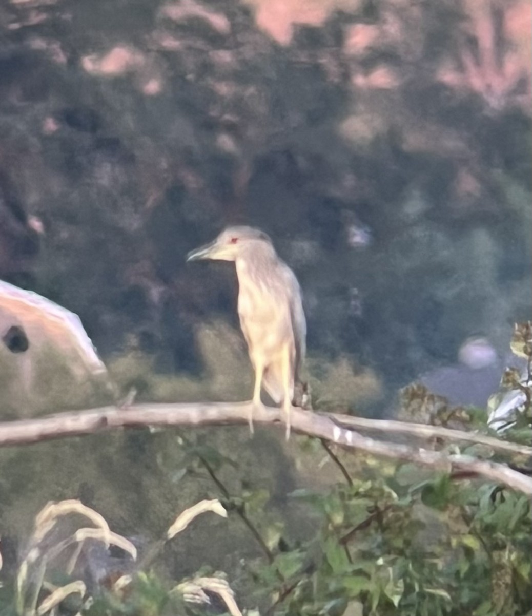 Black-crowned Night Heron - ML638576943