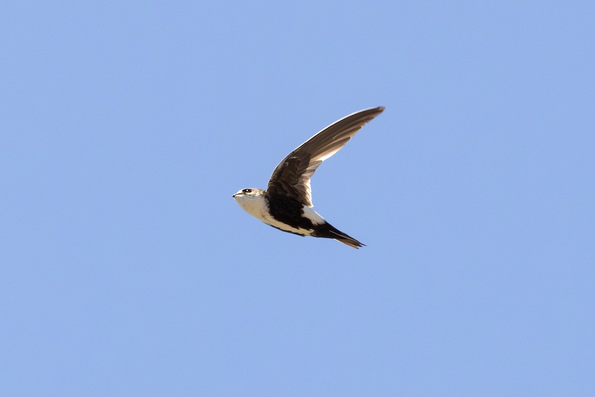 White-throated Swift - ML638576953