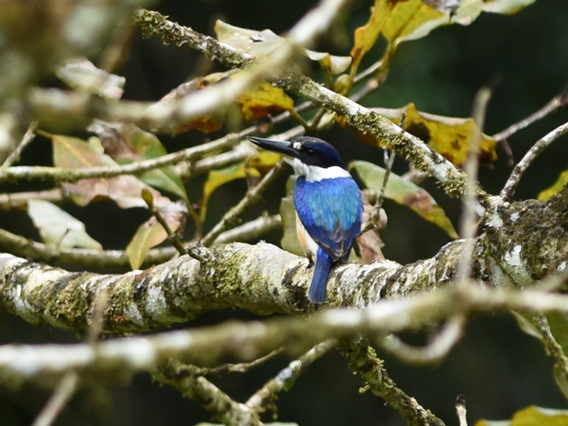 Forest Kingfisher - ML638576964