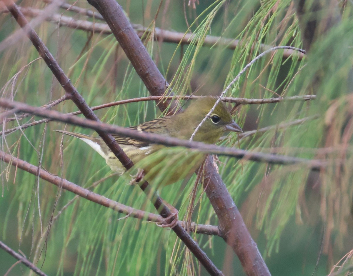 Yellow Bunting - ML638576978