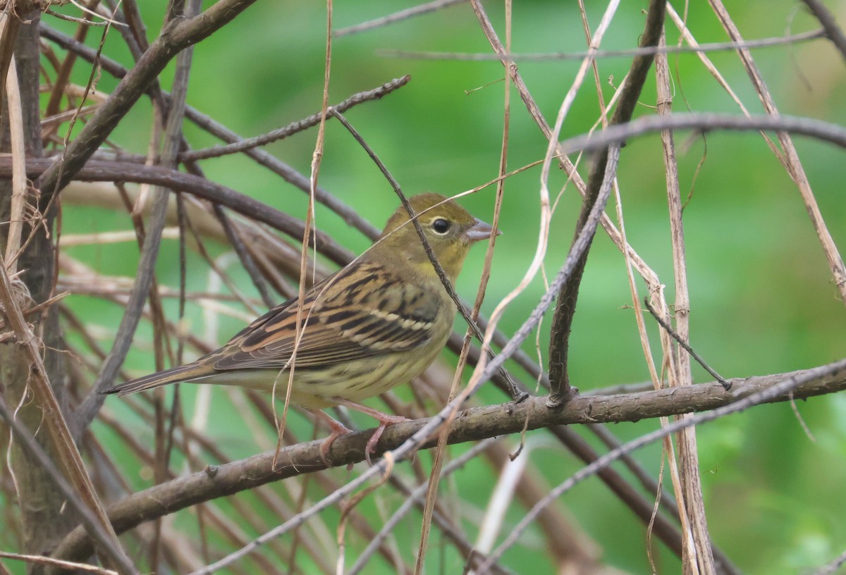 Yellow Bunting - ML638576979