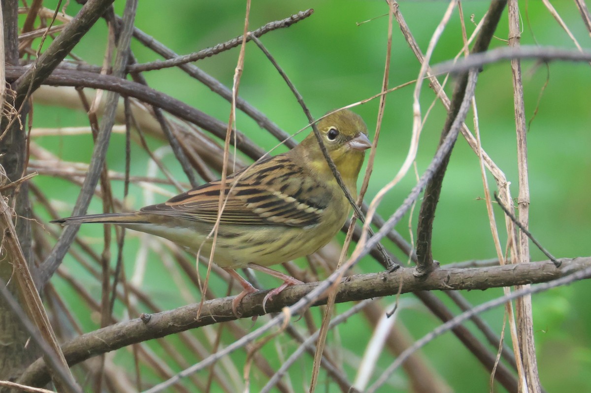 Yellow Bunting - ML638576980