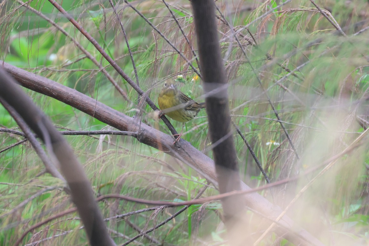 Yellow Bunting - ML638576981
